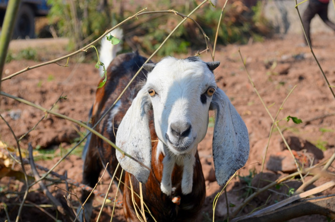 imagen Día del Animal: la importancia de conservar y proteger sus derechos