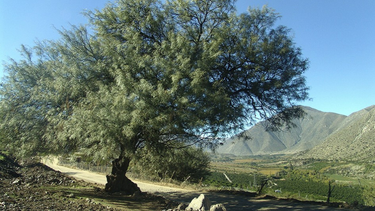 imagen 29 de Agosto - Día nacional del Árbol 