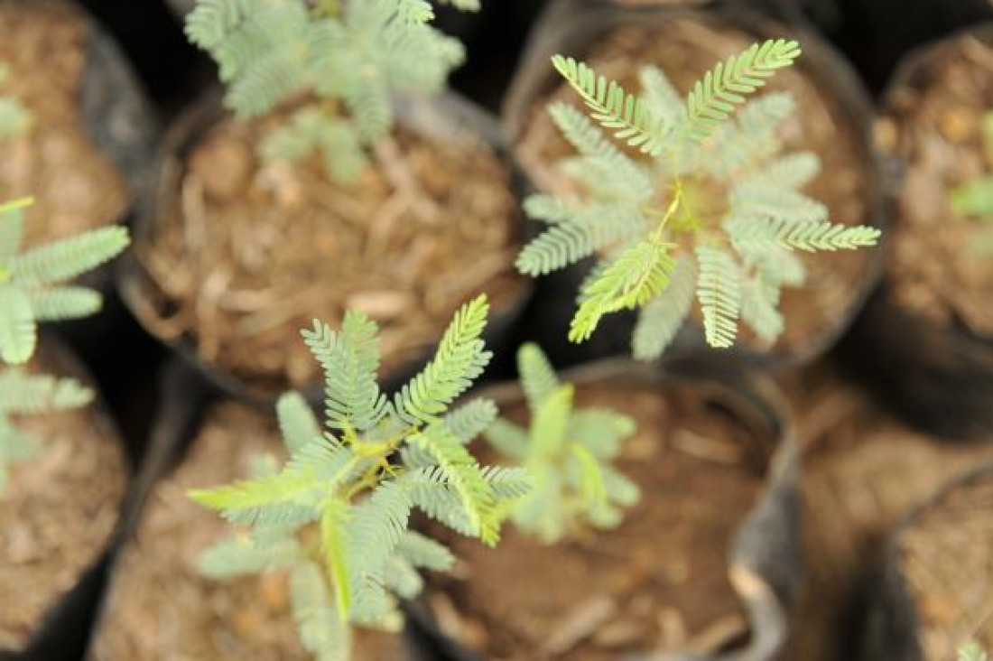 imagen Buscan pasantes para la reforestación del bosque nativo en Mendoza