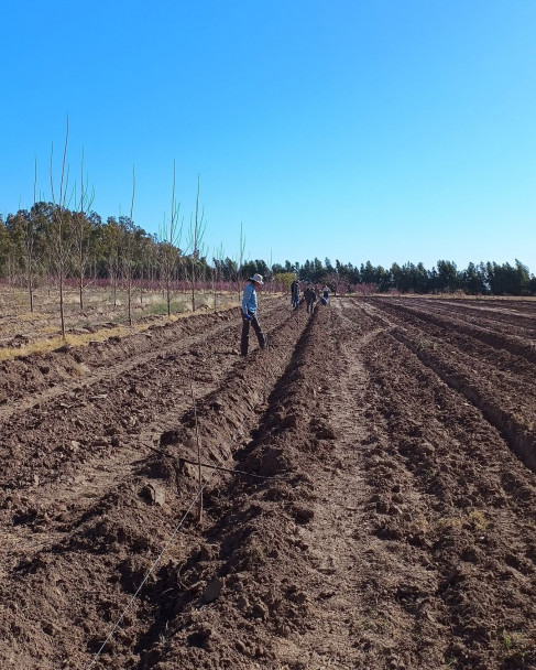 imagen Ciencias Agrarias y el INTA Junín unen fuerzas en pos de la innovación y la sostenibilidad de la producción forestal