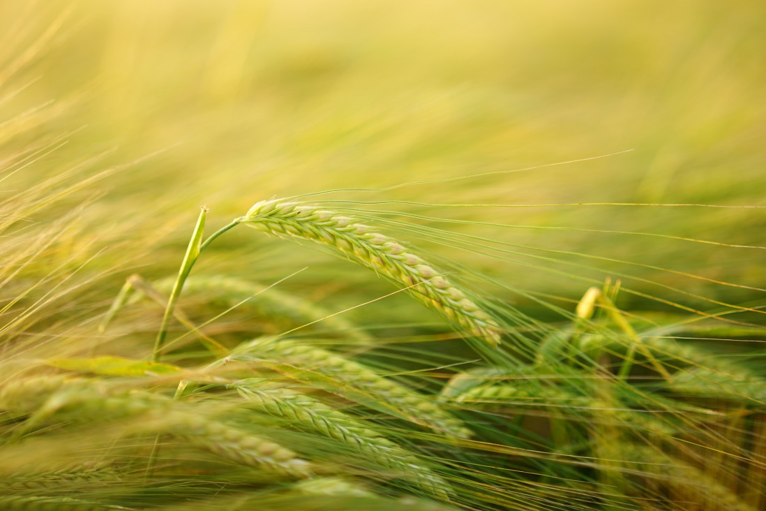 imagen Buscan ingeniero agrónomo para empresa de fertilizantes orgánicos