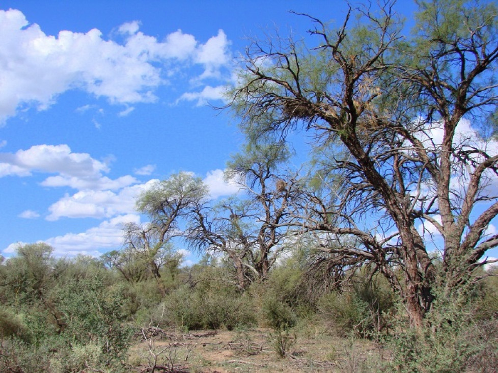 imagen Día Internacional de los Bosques: por su consumo y producción sostenibles