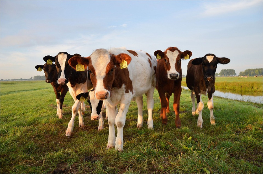 imagen Buscan asesor técnico comercial para empresa de nutrición animal y vegetal