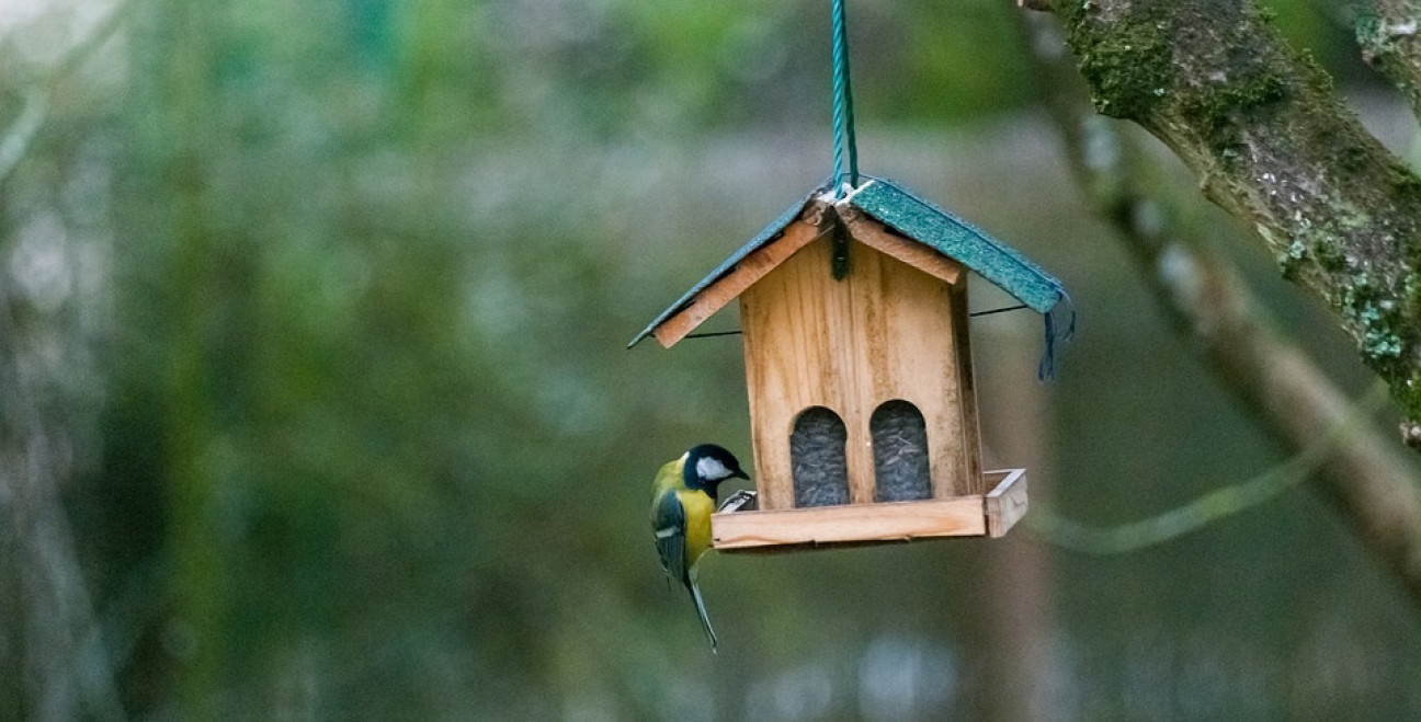 imagen Convocatoria Abierta: Concurso de diseño y contrucción de Cajas Nido para aves entomófagas 