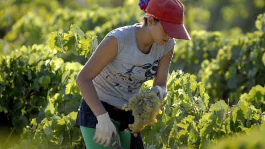imagen "Sembradoras de Valor": Ciencias Agrarias rendirá homenaje a referentes de la ruralidad en el Día de la Mujer