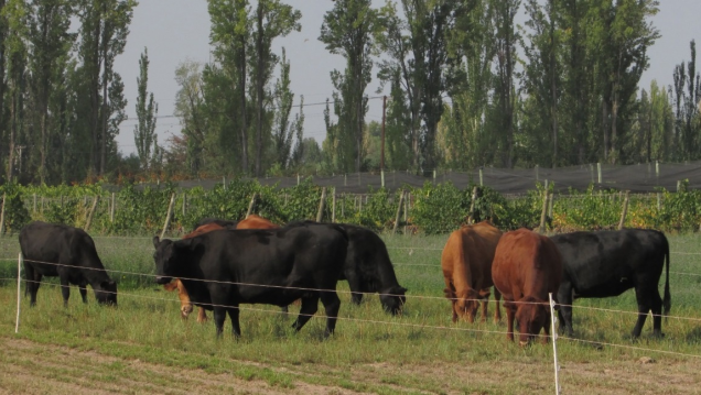 imagen Llamado a cobertura de cargos interinos de la Cátedra de Zootecnia y Granja