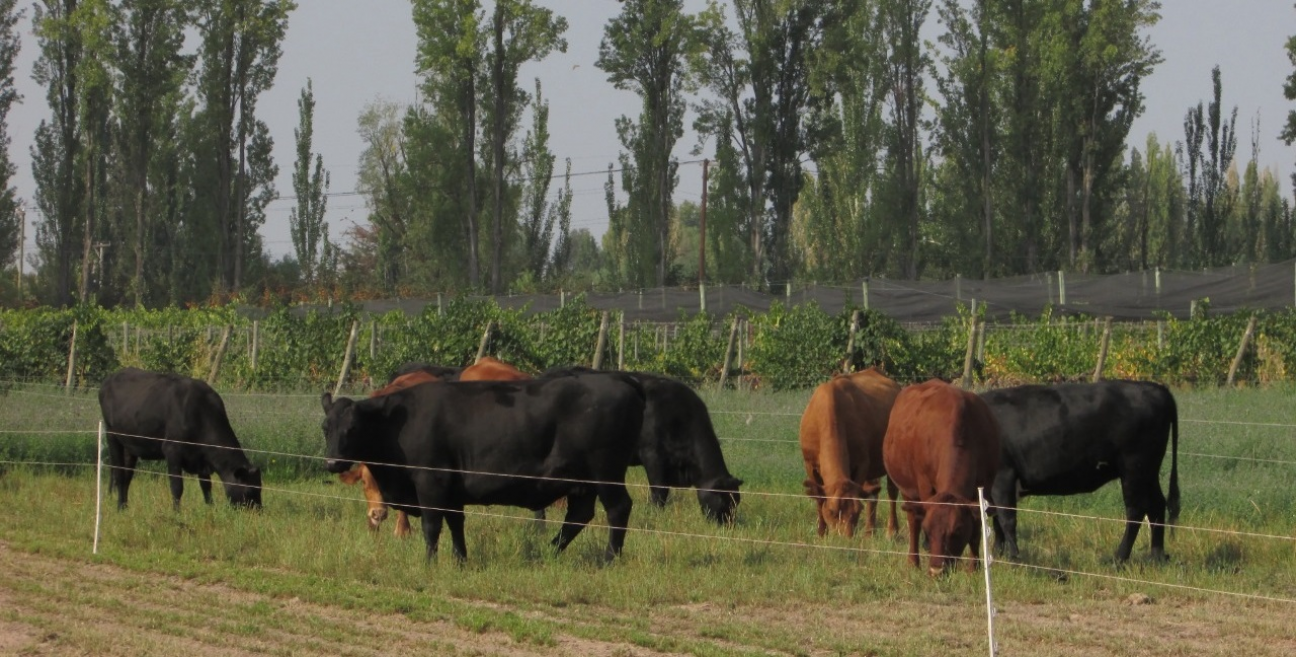 imagen Llamado a cobertura de cargos interinos de la Cátedra de Zootecnia y Granja
