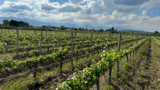 imagen El cursado de Viticultura, Enología I y Ampelografía comenzará en febrero