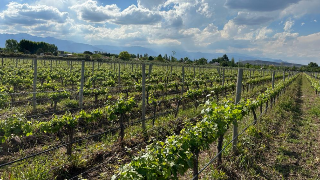 imagen El cursado de Viticultura, Enología I y Ampelografía comenzará en febrero