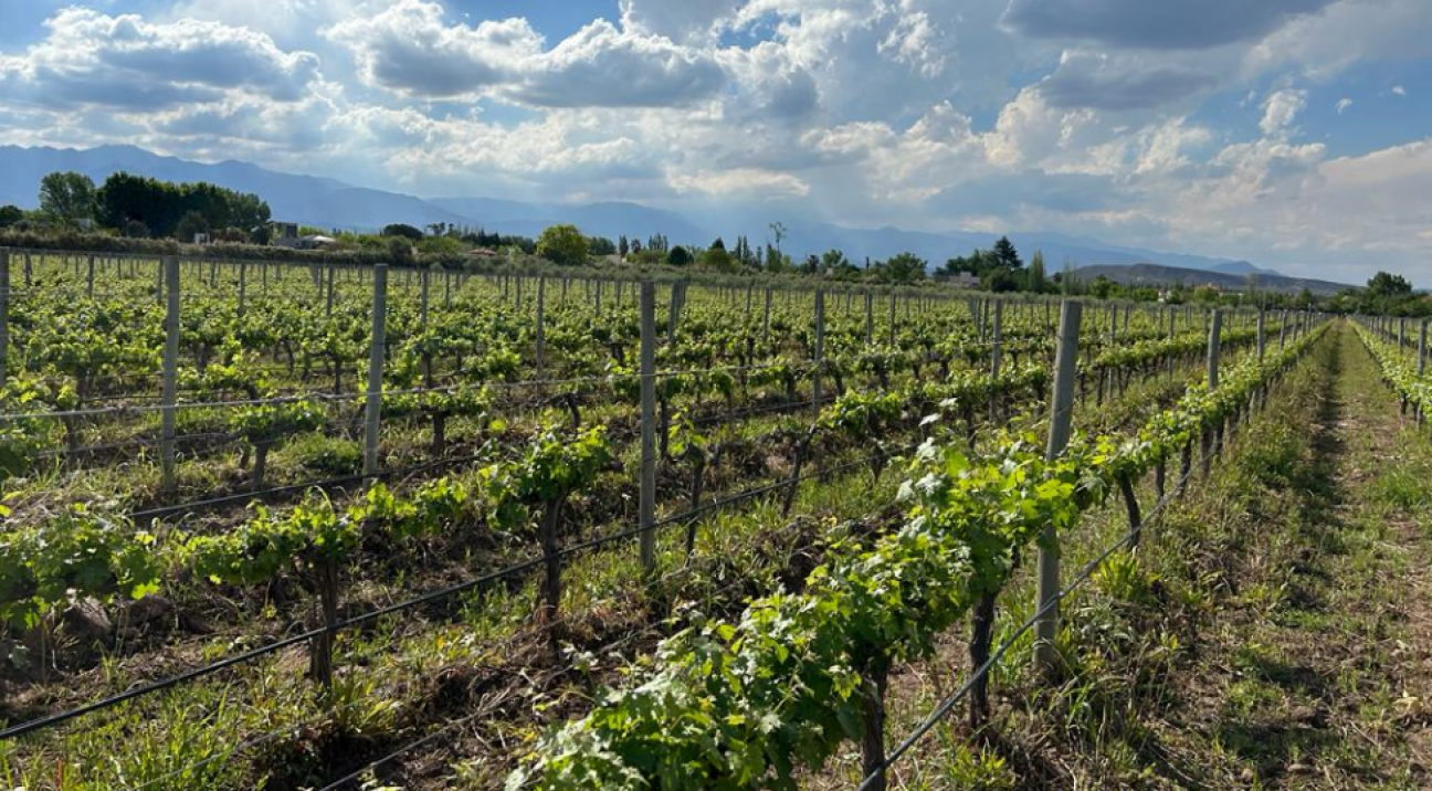 imagen El cursado de Viticultura, Enología I y Ampelografía comenzará en febrero