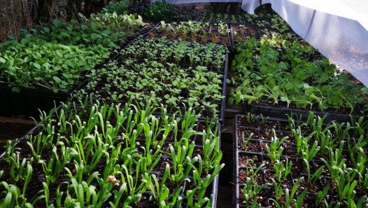 imagen Curso de Huerta Sustentable: Producción de plantines y principales métodos de propagación 