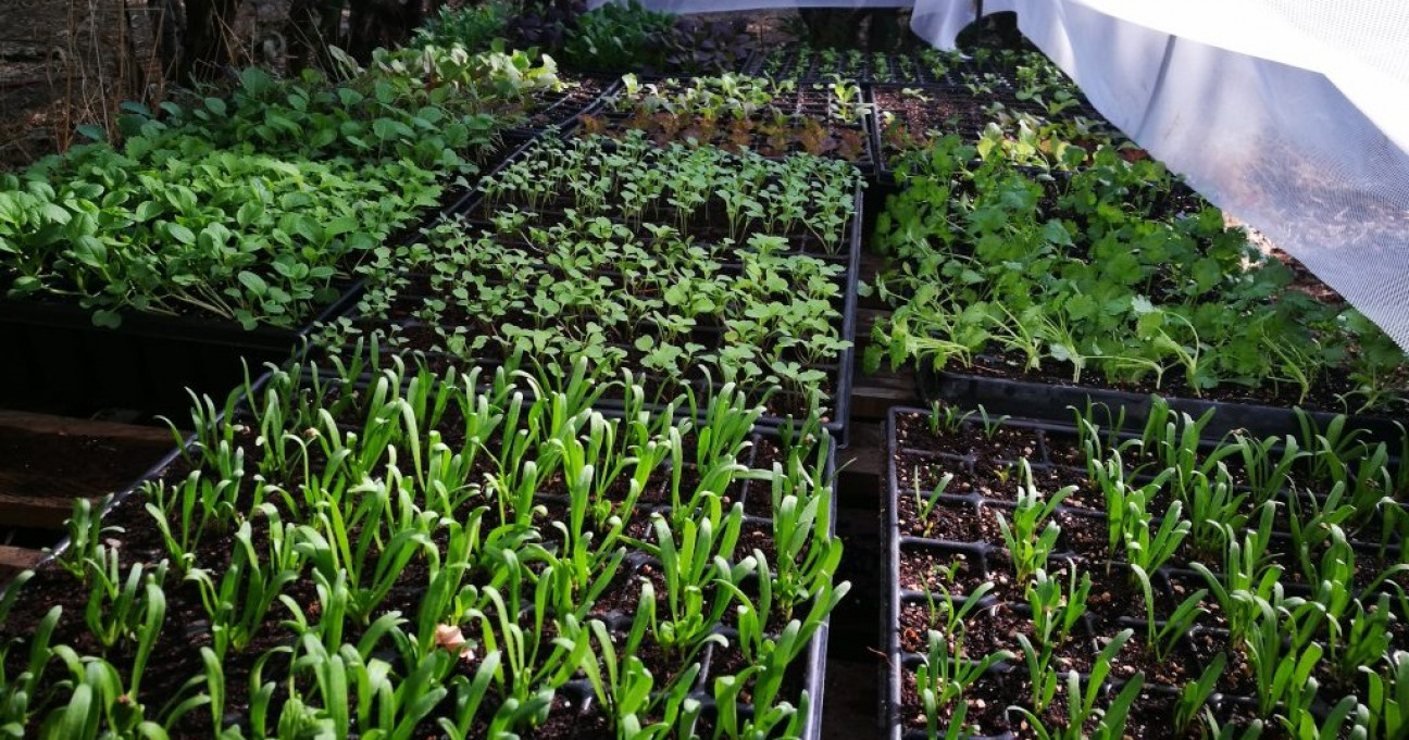 imagen Curso de Huerta Sustentable: Producción de plantines y principales métodos de propagación 