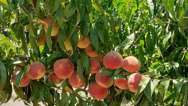 imagen Llamado a cobertura de cargo interino de la Cátedra de Fruticultura