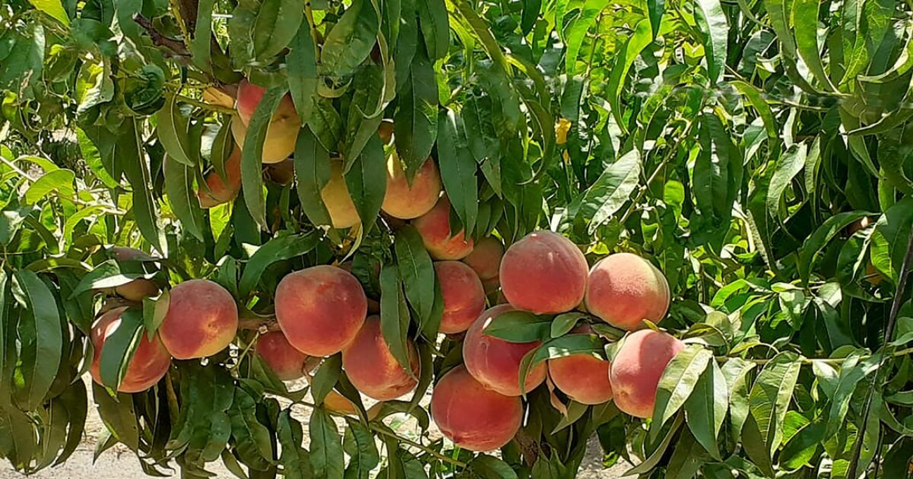imagen Llamado a cobertura de cargo interino de la Cátedra de Fruticultura