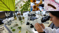 imagen Botánica Agrícola