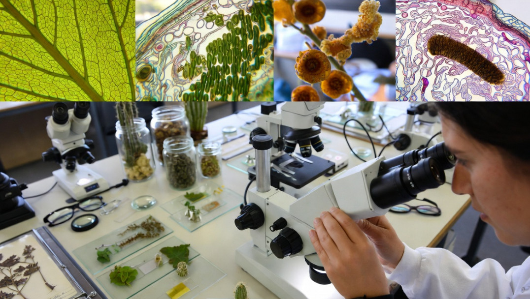 imagen Botánica Agrícola