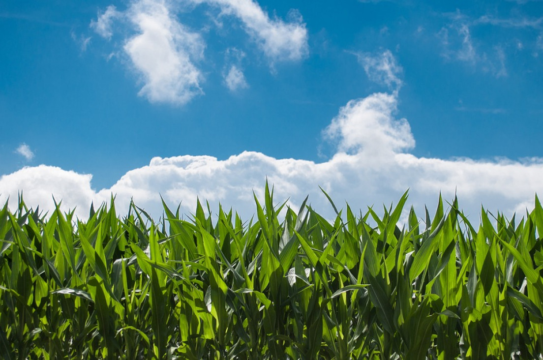 imagen Empresa de insumos de campo busca Ingeniero Agrónomo