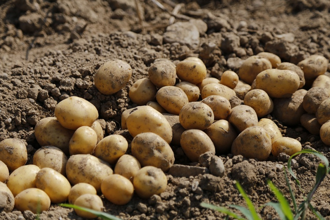 imagen Buscan Ingeniero Agrónomo para cubrir el cultivo de papas