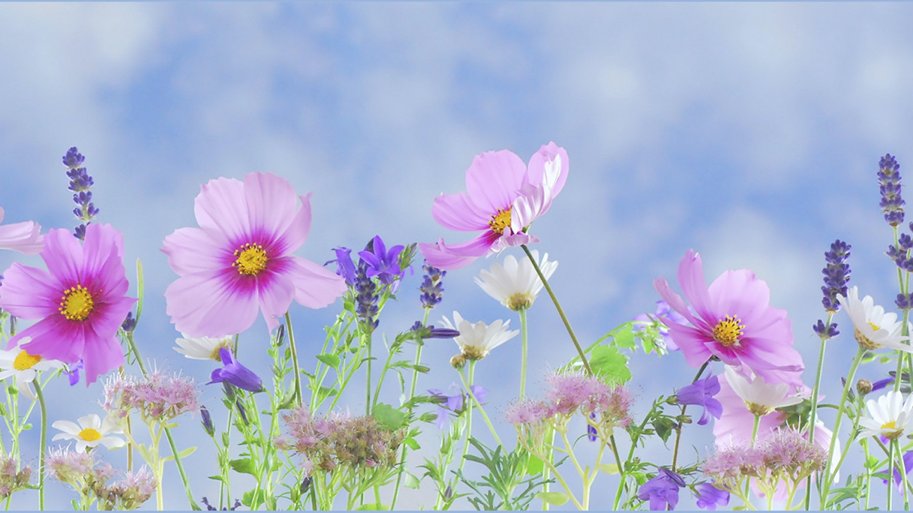 imagen Dictan curso de jardinería "La primavera en el jardín"