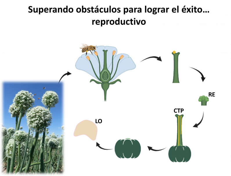 imagen Invitan al quinto encuentro del Ciclo de Seminarios IBAM 2026