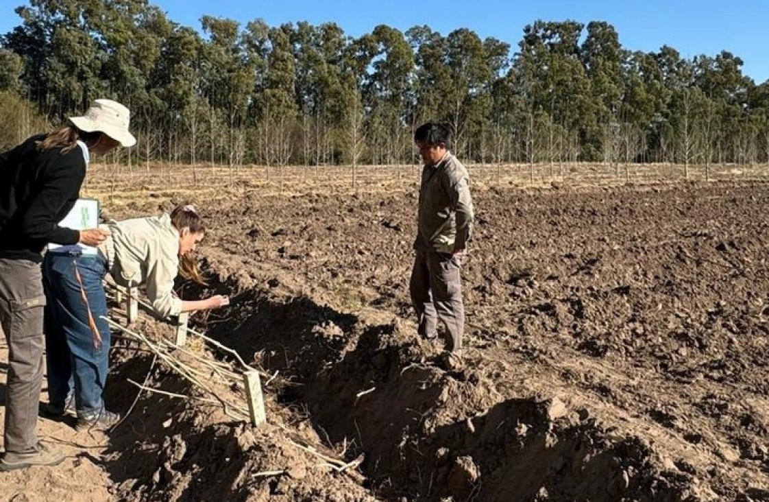 imagen Ciencias Agrarias y el INTA Junín unen fuerzas en pos de la innovación y la sostenibilidad de la producción forestal