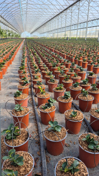 imagen Moving Italianness: una experiencia de cooperación internacional que fortalece la proyección académica de la FCA