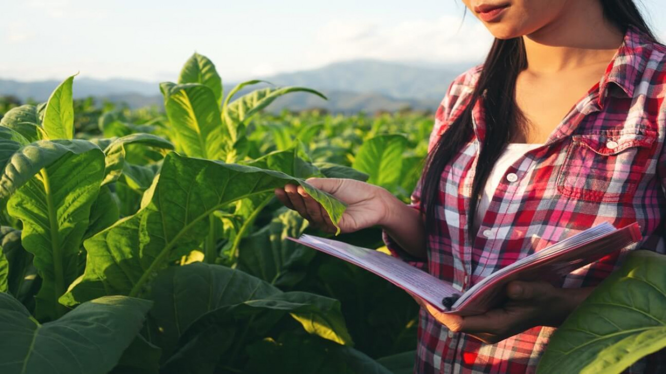 imagen CONEAU otorga por primera vez su "Categoría A" al Doctorado en Agronomía