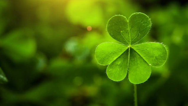 imagen ¡Formá parte del equipo de San Patricio en la FCA! 