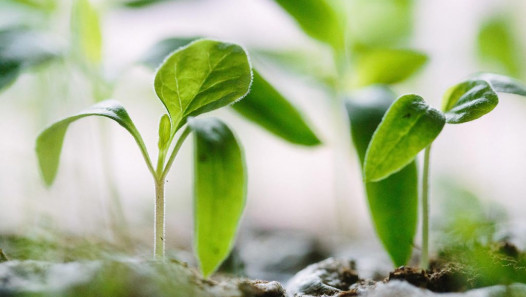imagen Llamado a cobertura de cargo interino de la Cátedra de Fisiología Vegetal