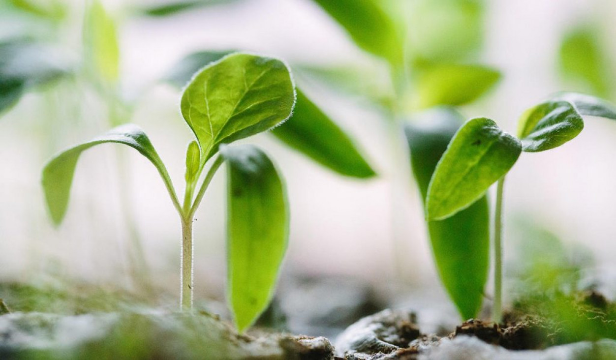 imagen Llamado a cobertura de cargo interino de la Cátedra de Fisiología Vegetal
