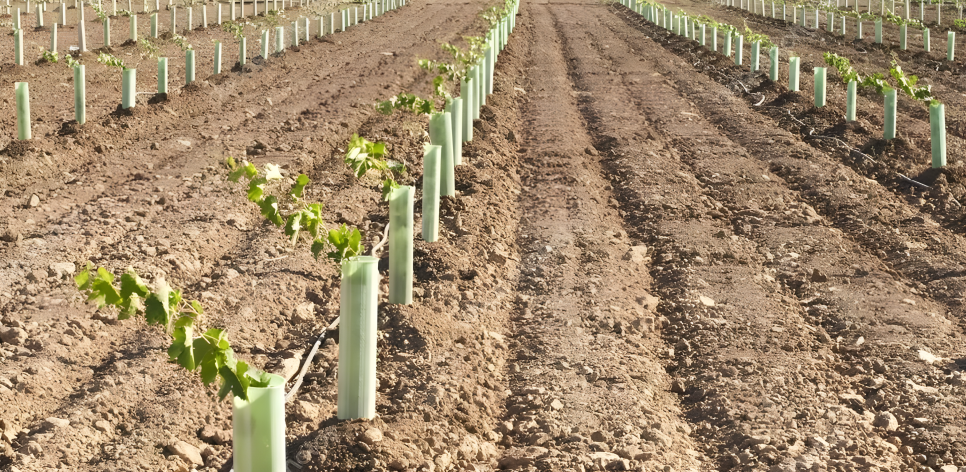 imagen Curso teórico práctico: Plantación Exitosa de Viñedos