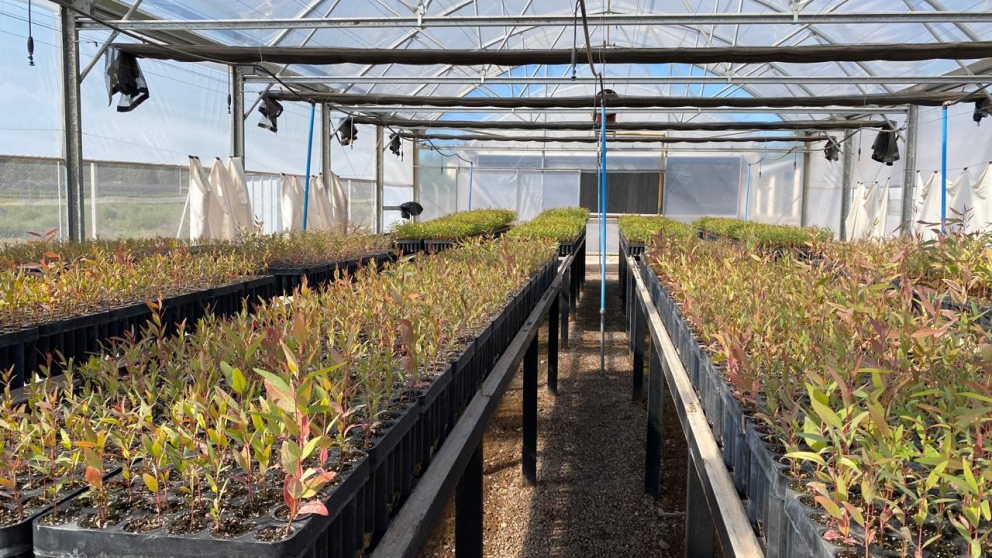 imagen Vivero Forestal