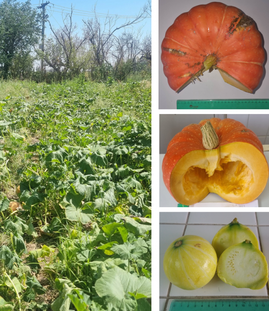 imagen Fotografías del cultivo y frutos maduros e inmaduros de “San Antonio FCA”