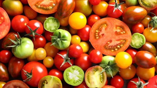 imagen Proyecto Labrar de Casa Vigil te invita a vivir la Clínica del Tomate