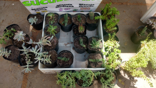 imagen Se viene una nueva feria de plantas en la Facultad