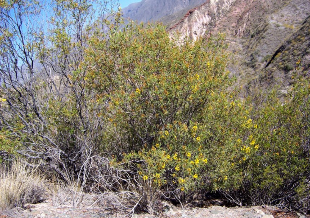 imagen Invitan a taller "Aprendiendo a multiplicar plantas nativas"