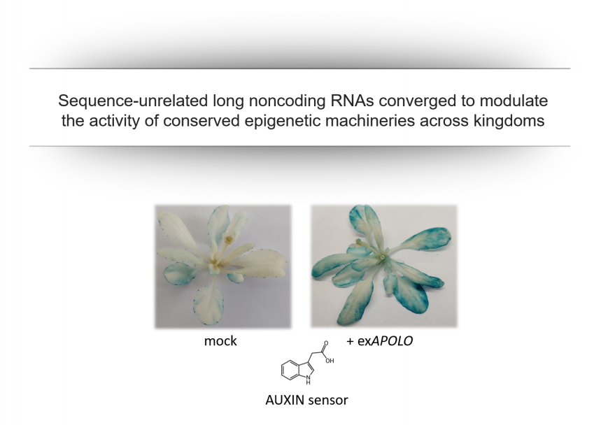 imagen Sequence-unrelated long noncoding RNAs converged to modulate the activity of conserved epigenetic machineries across kingdoms