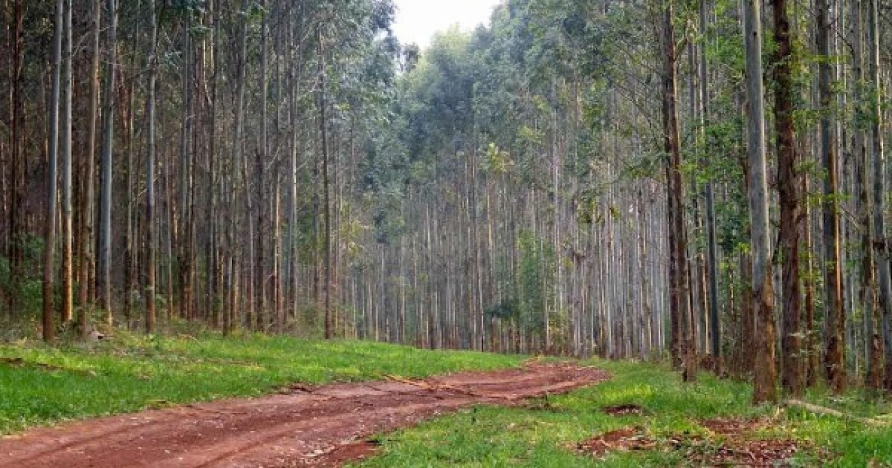 imagen Mendoza se prepara para el Congreso Forestal