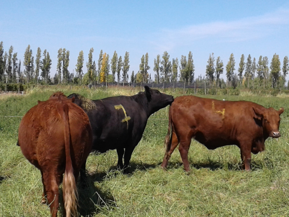 imagen Inscriben a optativa "Bases teóricas y prácticas de inseminación artificial en bovinos"