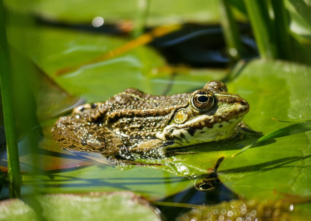 imagen Dictan curso de posgrado sobre modelos de biodiversidad y servicios ecosístemicos