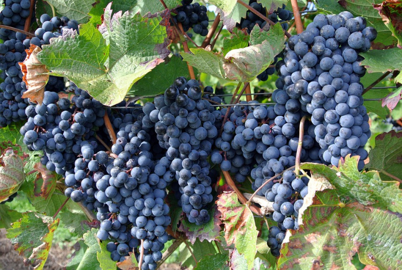 imagen La UNCuyo y la COVIAR ofrecen becas de financiamiento para posgrados relacionados con la vitivinicultura