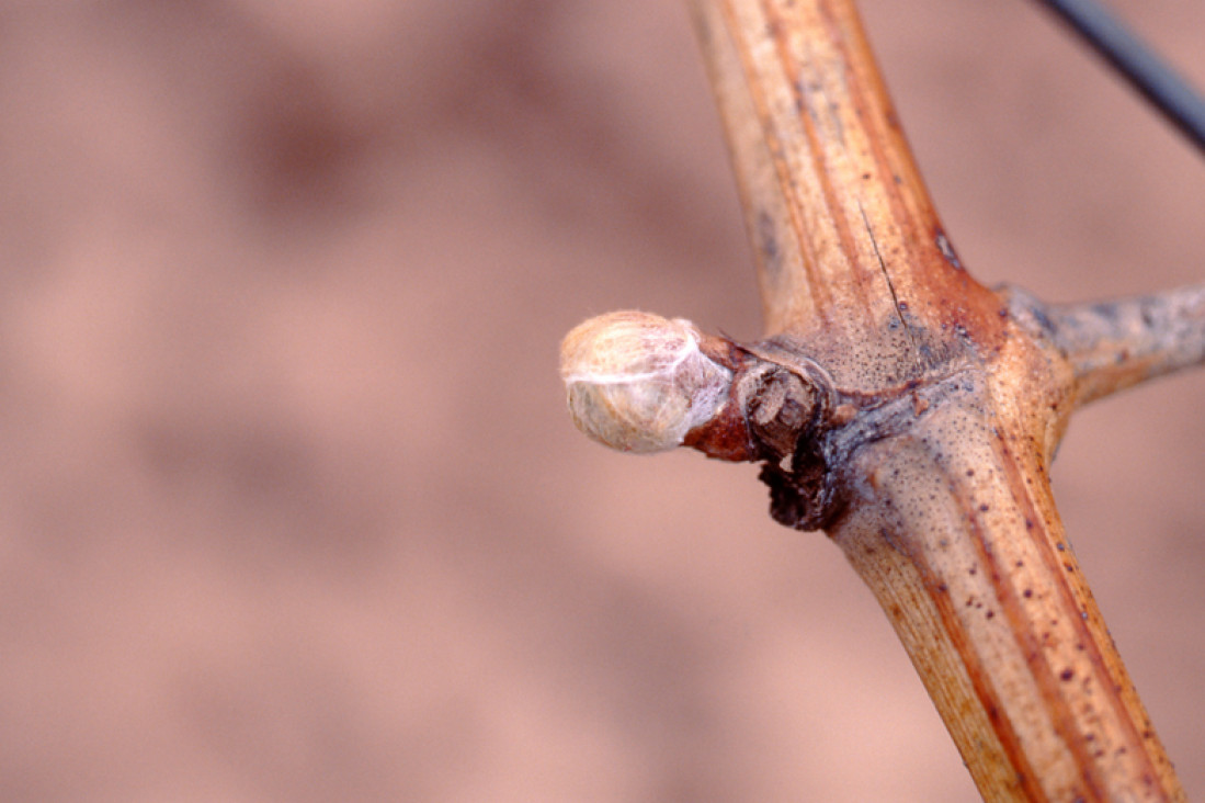 imagen La Cátedra de Viticultura se encuentra realizando análisis de fertilidad de yemas en vid