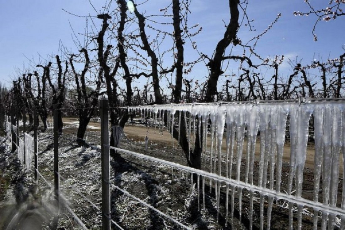 imagen Convocan Ingenieros Agrónomos como Peritos Tasadores en Contingencias Climáticas en Mendoza