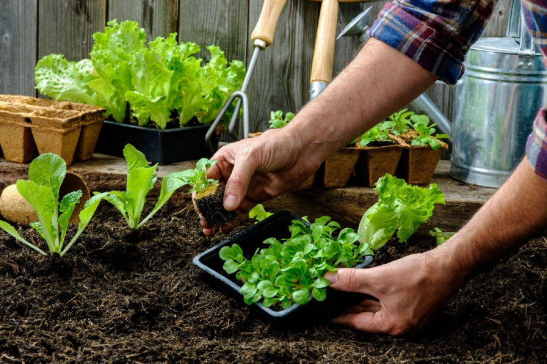 imagen Dictarán Taller sobre Huerta Orgánica en el Comedor Universitario