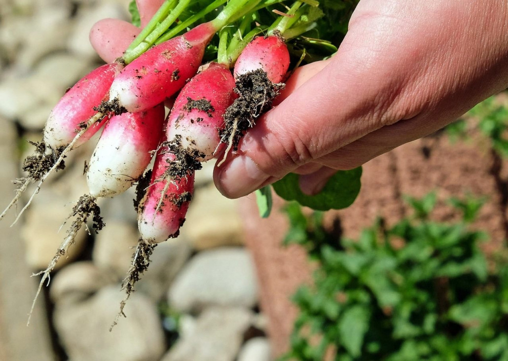 imagen Voluntariado en la Comunidad de Huerta Agroecológica de la FCA.