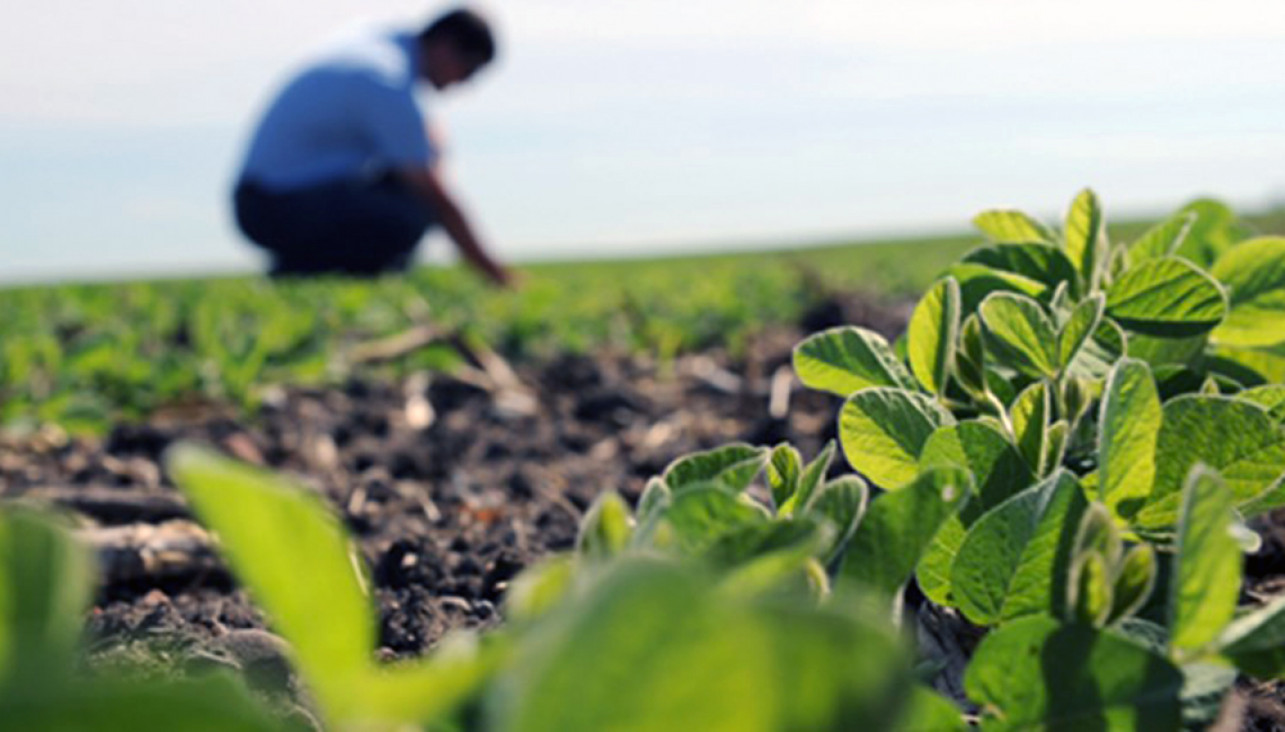 imagen Buscan egresados de Ingeniería Agronómica