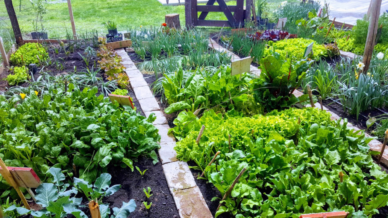 imagen Dictarán curso "La huerta en el jardín"