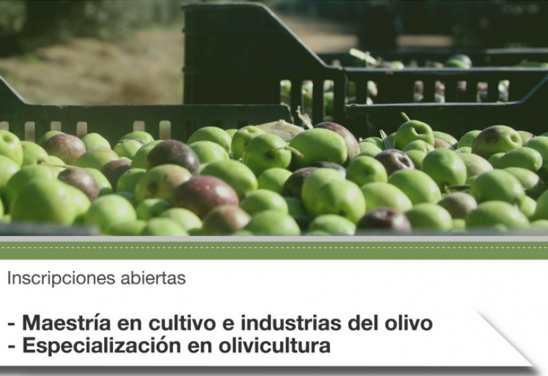 imagen Están abiertas las inscripciones para Maestría en cultivo e industrias del olivo y Especialización en olivicultura