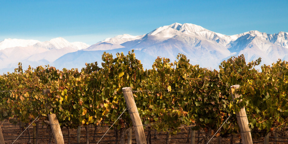 imagen Ciencias Agrarias ofrece acreditaciones para la 6ª edición del "Wine Innovation Summit"