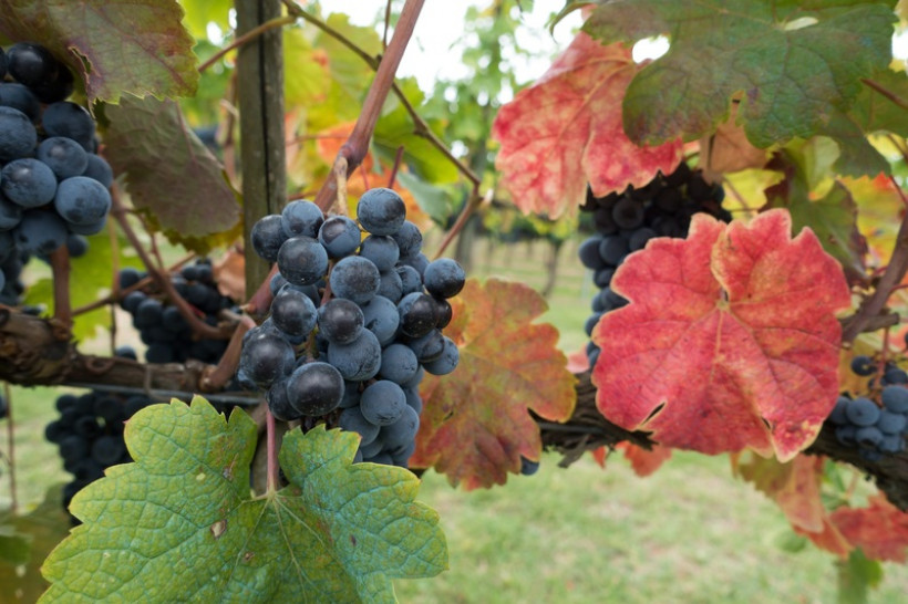 imagen Experto disertará sobre el manejo biodinámico y sus aportes a la viticultura